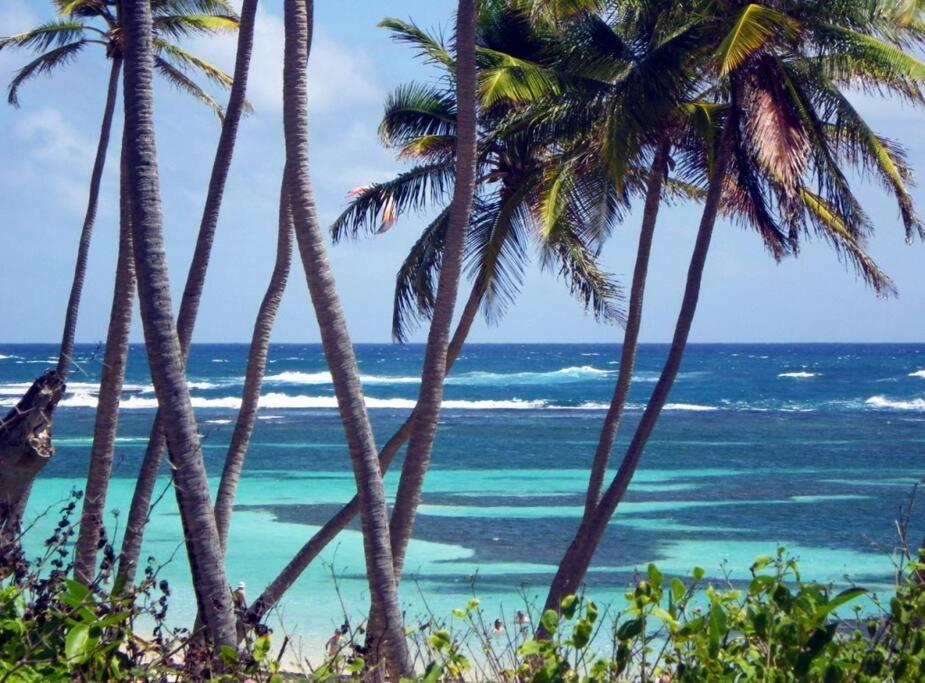 Hamo Tropical Piscine Proche Plage Apartamento Sainte-Anne Exterior foto
